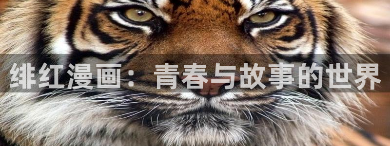 漫蛙漫画是什么