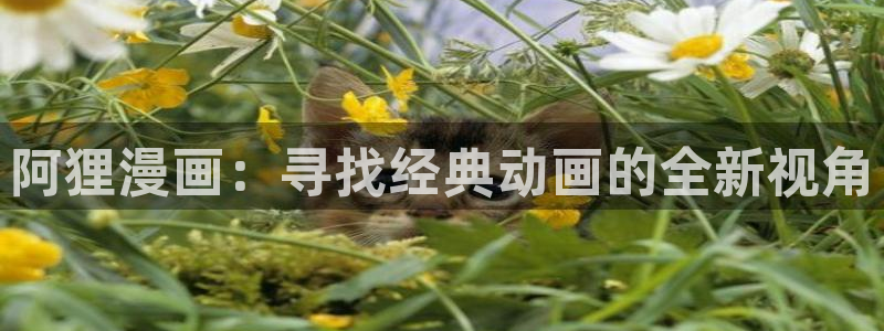 漫蛙加载不出来